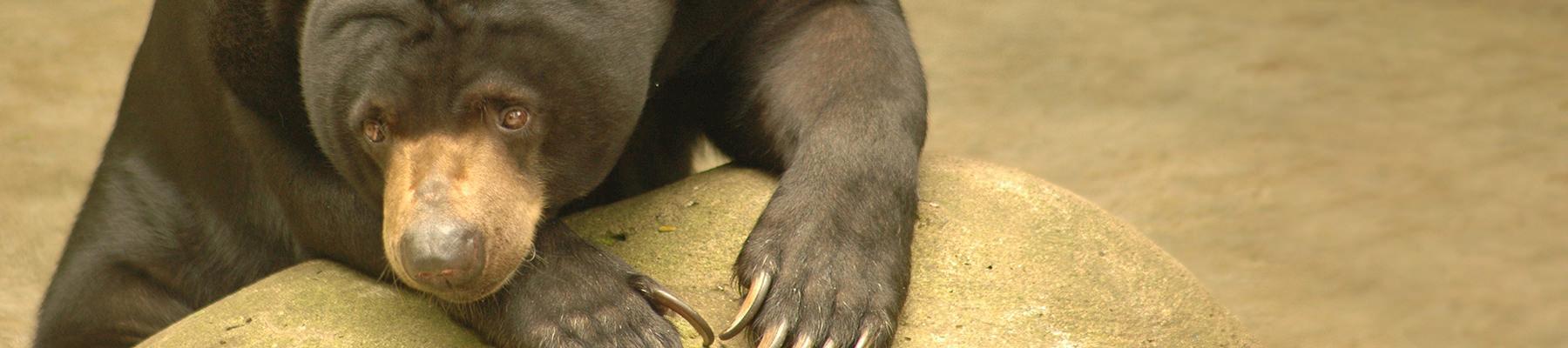 Sun Bear Helarctos malayanus often dubbed as honey bear in Indonesia © WWF-Indonesia / Saipul Siagian