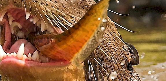 Giant Otter Pteronura brasiliensis © R.Isotti, A.Cambone / Homo Ambiens / WWF
