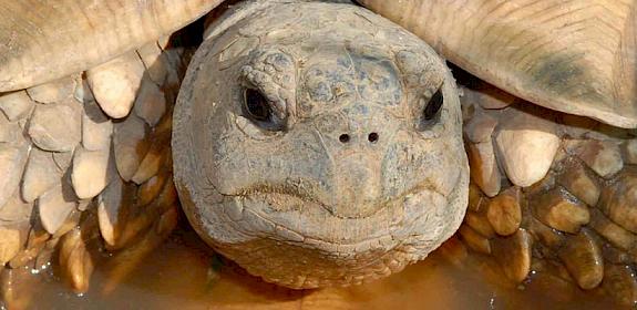 The critically endangered Ploughshare Tortoise - under increased threat from poaching and trafficking © Global Wildlife Conservation / Generic CC 2.0