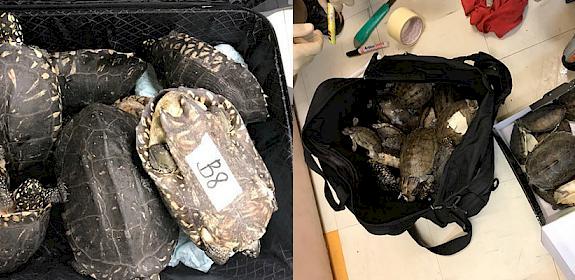 Recovered Black Pond Turtles © Department of Wildlife and National Parks Peninsular Malaysia