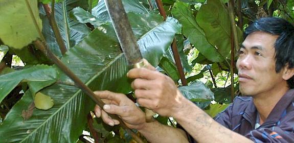 FairWild Standard implementation in practice at Bac Kan, Viet Nam © Dr Nguyen Tap / TRAFFIC