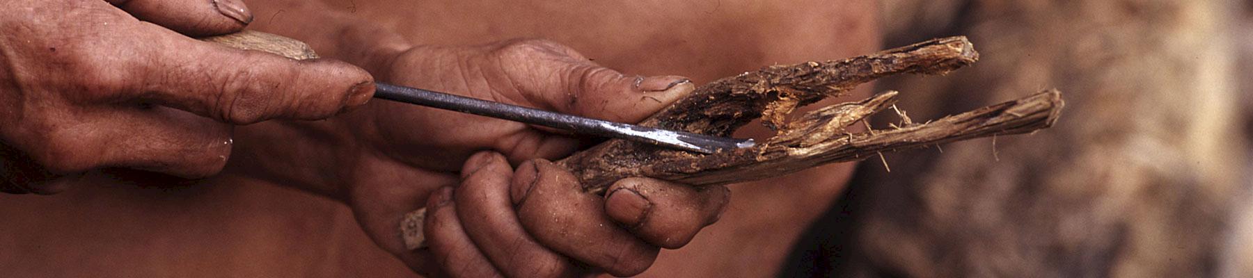 Stripping bark off Agarwood: one of the top five most traded wild-sourced plant species by volume © Alain Compost / WWF 