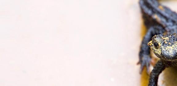 Anderson's Crocodile Newt Echinotriton andersoni. Photo: Neil Dalphin / CC0 1.0