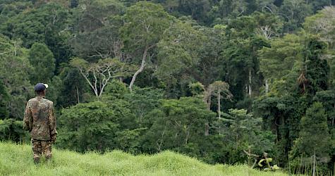 Improving timber trade to unlock sustainable production and consumption