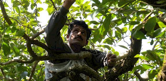 FairWild collection ©AERF/NatureConnect 