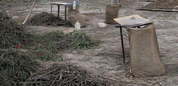 Harvested Liquorice Glycyrrhiza uralensis © TRAFFIC 