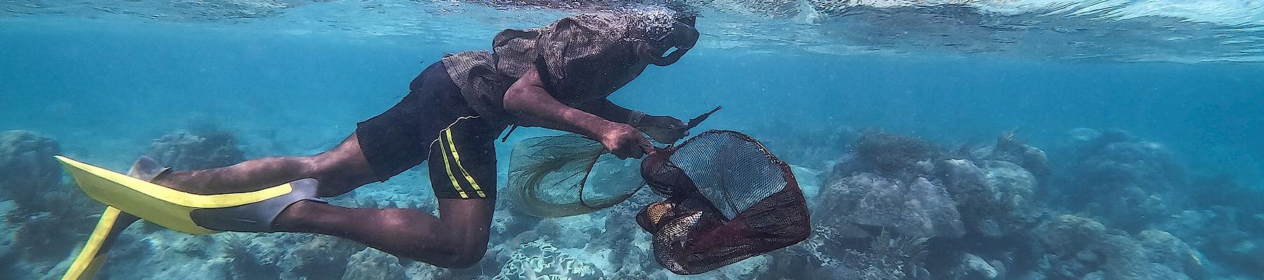 A snorkeller searching for ornamental fish in shallow waters. Photo: Nathalie Bertrams