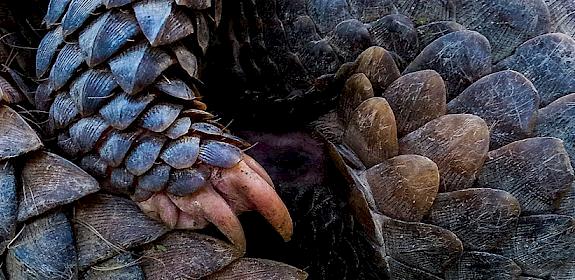 The typical defense mechanism for pangolins is to roll themselves into a ball. Photo: khlongwangchao/Shutterstock