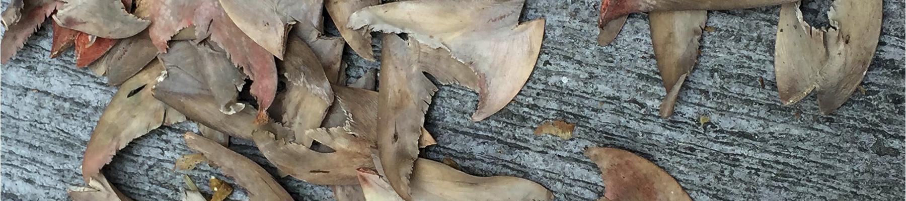 Dried shark fins, such products are commonly exported illegally to Hong Kong SAR from South Africa. Photo: WWF-Hong Kong / Tracy Tsang