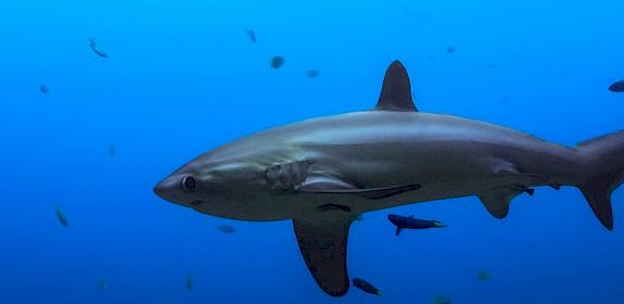 A silky shark, now listed in CITES © Syn / Generic CC 2.0