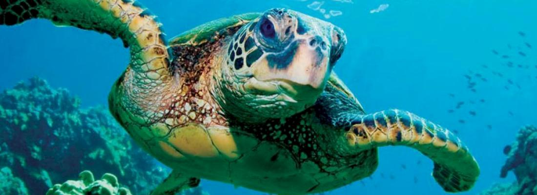 USD78,000 donated by representatives at the 71st WAZA Annual Conference © WAZA